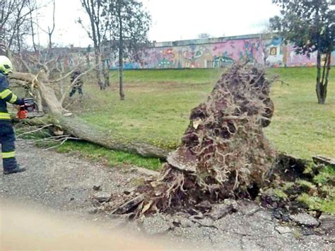 Ilustračná snímka - Lesopark v Bratislave počas veterného počasia