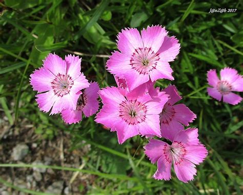 štruktúra rastliny klinček lesklý (Dianthus nitidus)