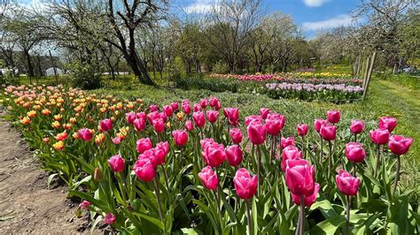 Rozkvitnuté tulipány na kvetinovej farme