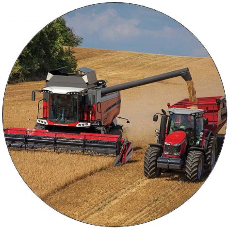 zber pohánky kombajnom na poli