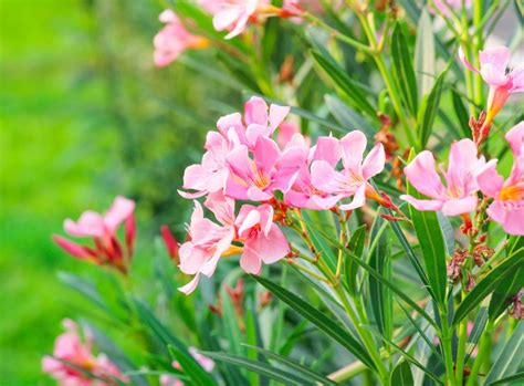 Detail žltnúcich listov oleandra, ktoré už opadávajú