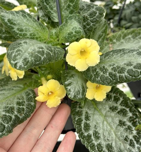 Detail Kukučky vencovej s jej striebristými listami a žiarivými kvetmi