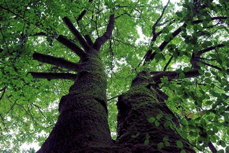 Schéma výberu vhodného jednoročného letorastu z južnej strany koruny stromu