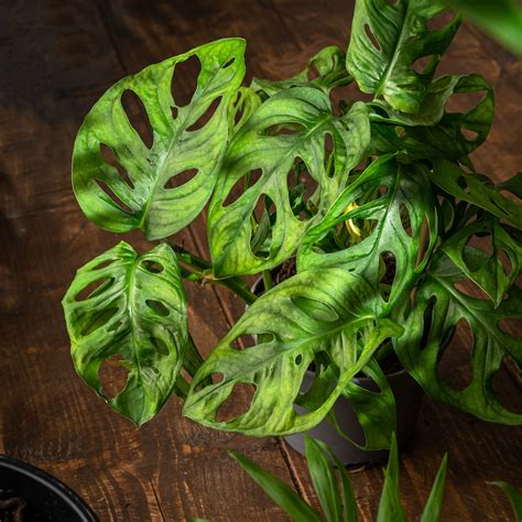 Monstera Adansonii 'Monkey Mask' so svojimi charakteristickými dierkovanými listami