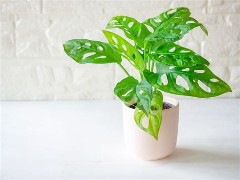Umiestnenie Monstera Adansonii v interiéri pri nepriamom svetle