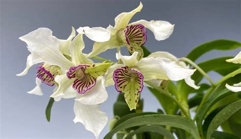 Ilustrácia rôznych druhov orchideí rodu Dendrobium
