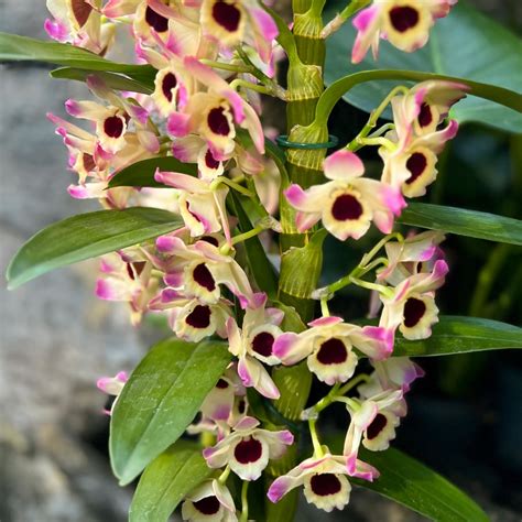 Detailné fotografie kvetov druhov Dendrobium nobile a Dendrobium phalaenopsis