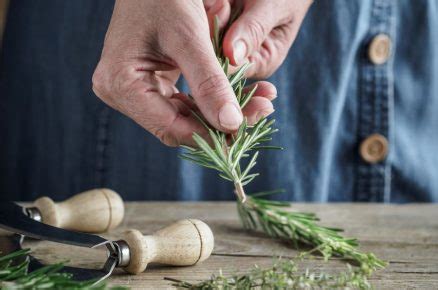 Ruky strihajúce čerstvé bylinky ostrými nožnicami.