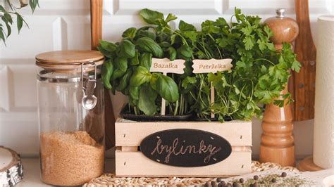 Krásne naaranžovaná bylinková záhradka na kuchynskej linke.