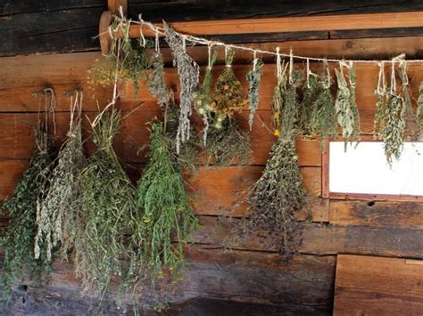 Zväzky byliniek zavesené na sušenie v interiéri.