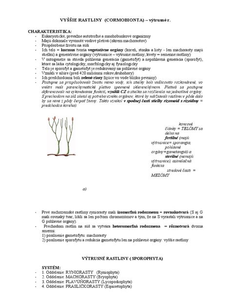 Schéma výsadby v záhone s rozdelením na vyššie a nižšie rastliny