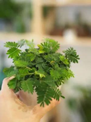 Ilustrácia listov Mimosa pudica zatvárajúcich sa pri dotyku.