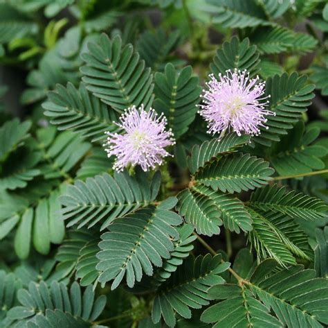 Detail ružových guľovitých kvetov Mimosa pudica.