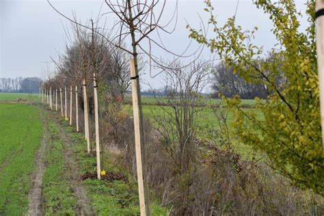 Fotografia agrolesníckeho systému, kde sú stromy vysadené medzi poľnohospodárskymi plodinami.