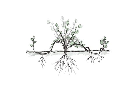 Nákres správnej výsadby čučoriedok do kyslej pôdy s mulčom