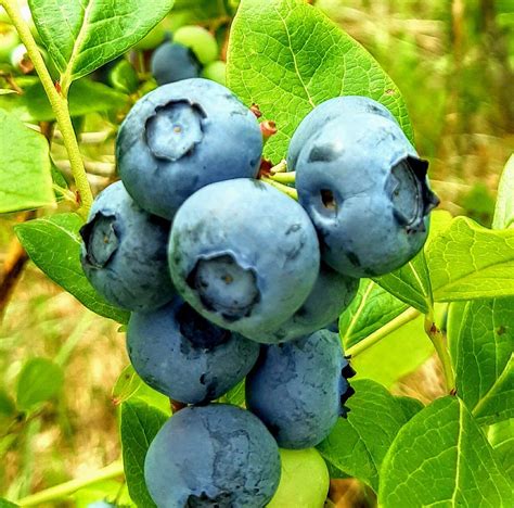 Fotografia mulčovanej čučoriedky