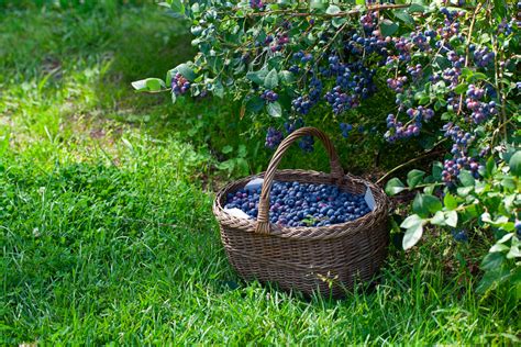 Fotografia zberu čučoriedok do misky