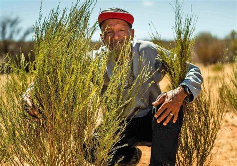 Plantáž bavlníka s dozretými tobolkami