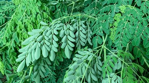 Ilustračná fotografia stromu Moringa Oleifera v kvitnúcom stave