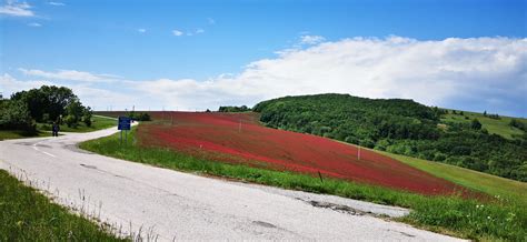 Fotogaléria kvitnúceho poľa ďateliny purpurovej (inkarnátu)