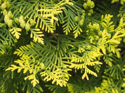 ilustračné foto tuja západná - strom alebo ker v záhrade