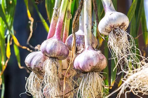 Ilustrácia rôznych odrôd cesnaku