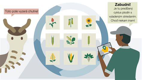 Infografika znázorňujúca princíp striedania plodín