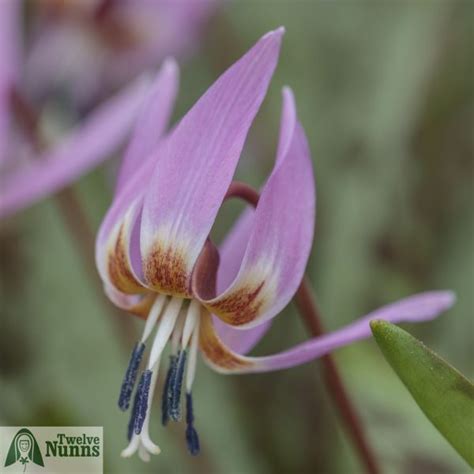 Tematické foto kvetov Kandíka Erythronium
