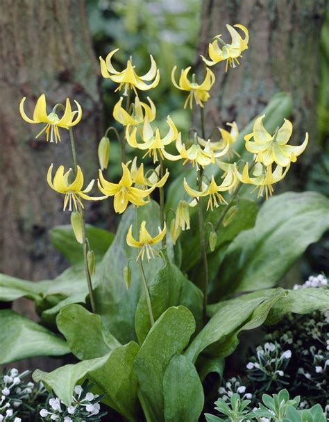 Foto kvetu Kandíka Erythronium Pagoda