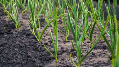 Schéma indikátorov zrelosti cesnaku (žltnúce listy a vyrovnané kvetné stvoly)