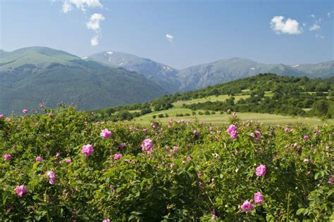 Panoramatický záber na rozsiahle ružové polia v Údolí ruží v Bulharsku