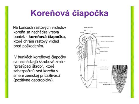 Detailná schéma zón koreňa a koreňovej čiapočky