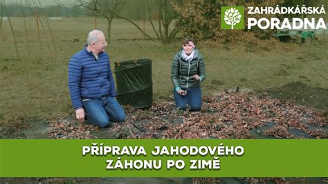 Detailný záber jahodového záhonu mulčovaného čiernou agrotextíliou.
