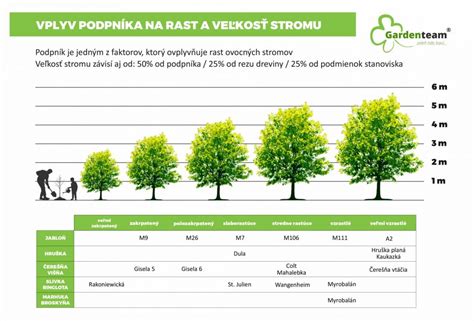 porovnanie veľkosti vzrastu stromu na podpníku myrobalán verzus slaborastúcom podpníku