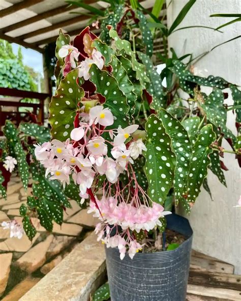 Schéma znázorňujúca miesta rezu na stonke Begonia maculata pre úspešné rozmnožovanie odrezkami