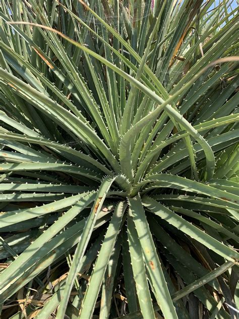 Detailná fotografia listovej ružice Puya chilensis s viditeľnými zahnutými tŕňmi na okrajoch listov
