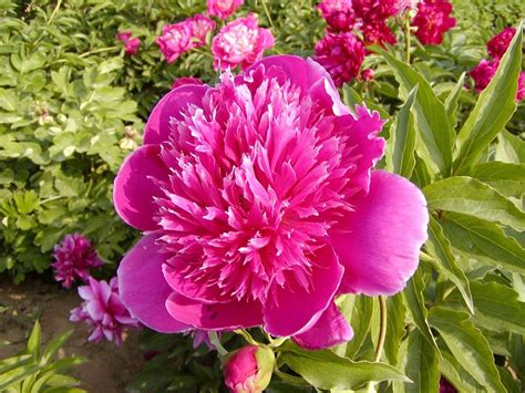 Zrelá drevitá pivonka v plnom kvete s robustnou štruktúrou