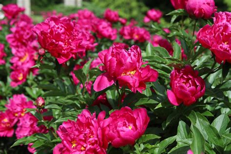 Detail kvetu drevitej pivonky s výraznými tyčinkami