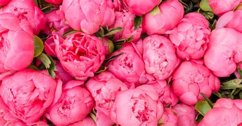 Schéma správnej výsadby drevitej pivonky s vyznačenou hĺbkou vrúbľovania