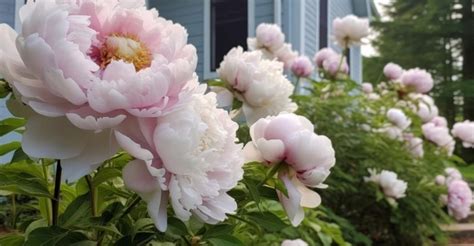 Príklad umiestnenia drevitej pivonky ako solitéru v záhrade