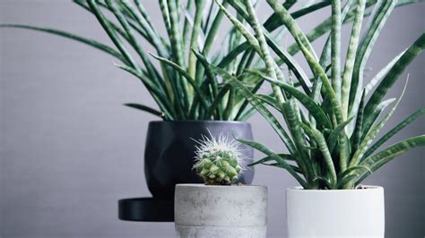 Koláž rastlín spájaných s negatívnou energiou (napr. kaktus, difenbachia, papraď, smútočná vŕba)