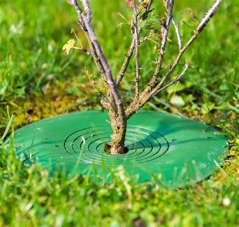 Ilustrácia zavlažovacieho vaku okolo kmeňa stromu