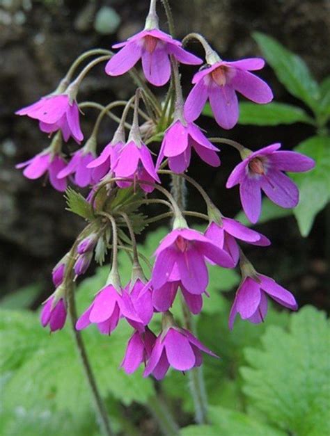 Rôzne druhy tamarišiek s ich charakteristickými kvetmi a listami.