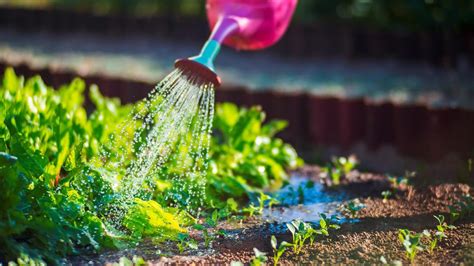 Ilustrácia správneho zavlažovania šalátu