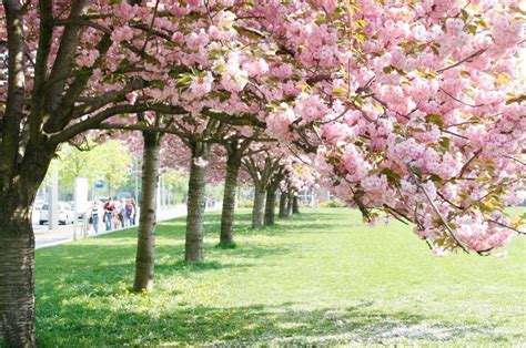 Tematická fotografia kvitnúcich japonských čerešní (sakura)