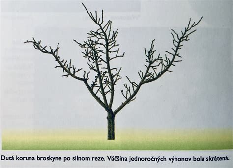 Ilustrácia znázorňujúca správne prevedený rez na aktívny čapík na ovocnom strome.