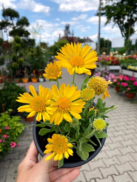 farebné letničky v kvetináčoch na slnečnej terase