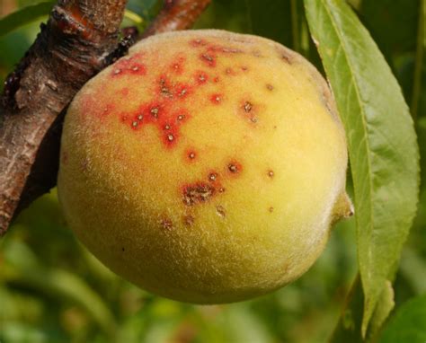 detailný záber listu broskyne s príznakmi klasterosporiózy