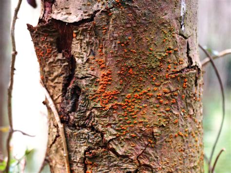 Detailný pohľad na kmeň gaštana infikovaný rakovinou kôry (Cryphonectria parasitica)