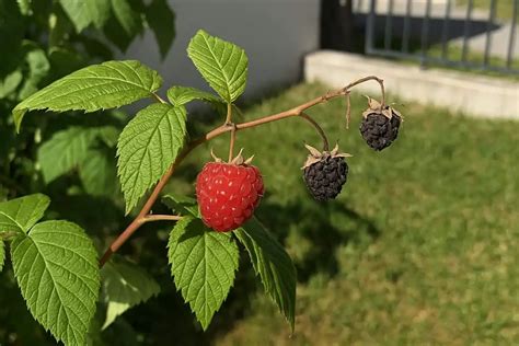 Ilustračná fotografia zrelých malín na kríku